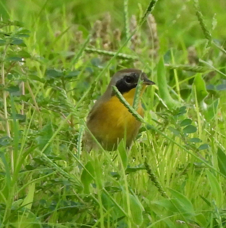 Common Yellowthroat - ML642040566