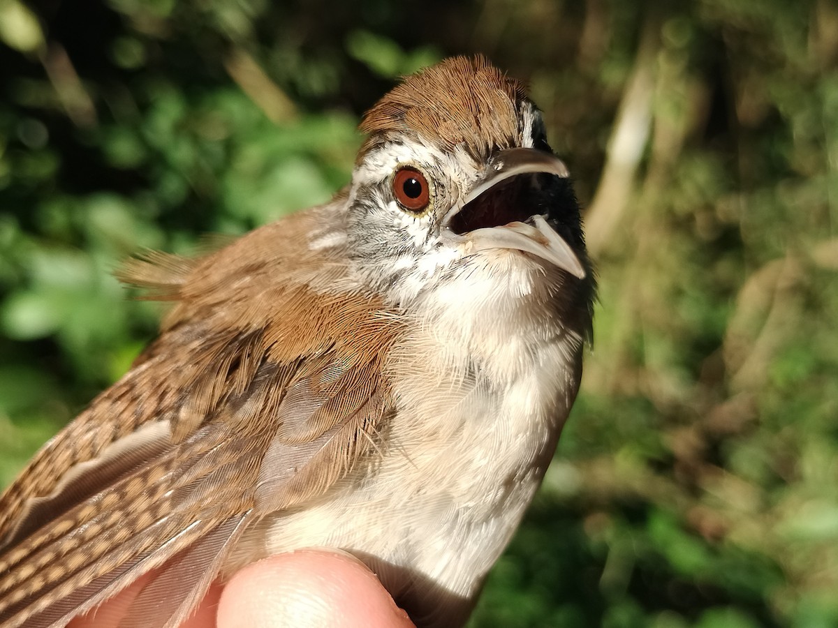 Buff-breasted Wren - ML642040567