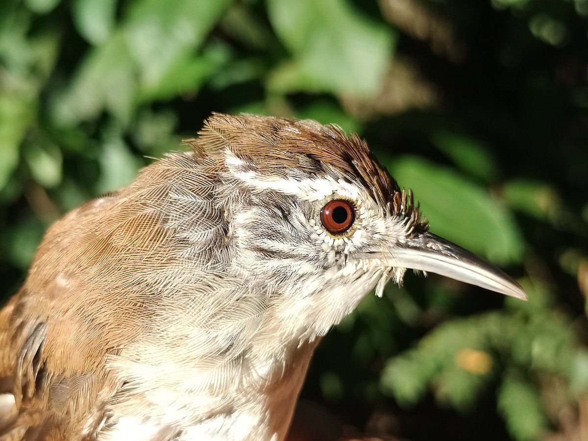 Buff-breasted Wren - ML642040568