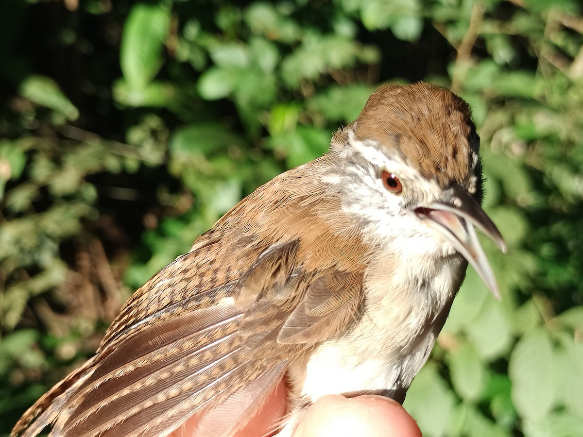 Buff-breasted Wren - ML642040569