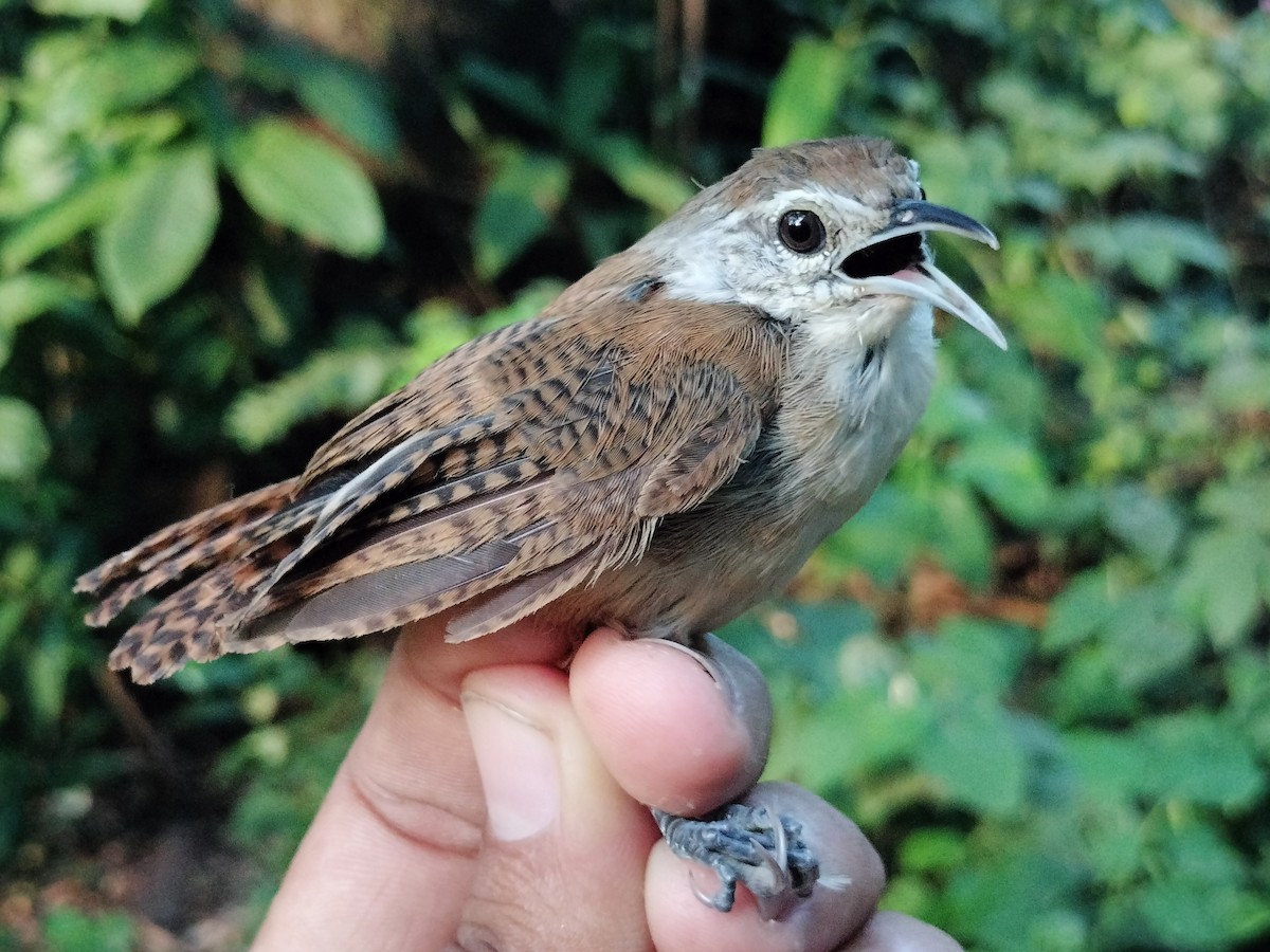 Buff-breasted Wren - ML642040570