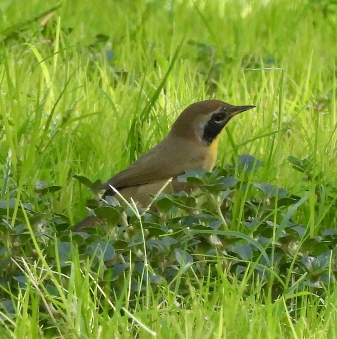 Common Yellowthroat - ML642040571