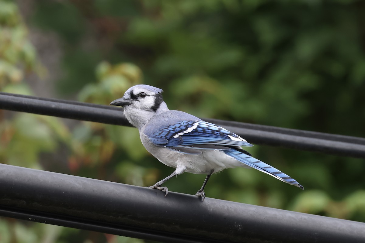 Blue Jay - ML642040572