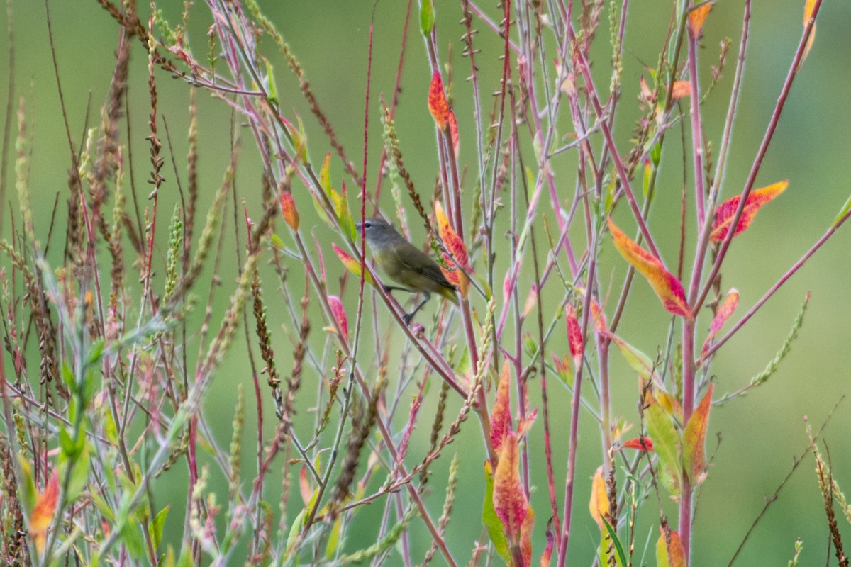 Orange-crowned Warbler (Gray-headed) - ML642040573