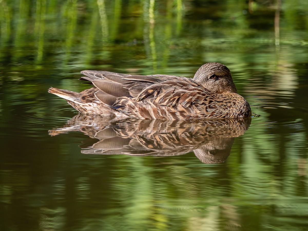 Mallard - ML642040575