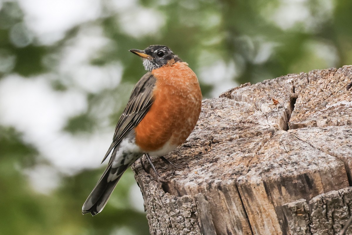American Robin - ML642040578