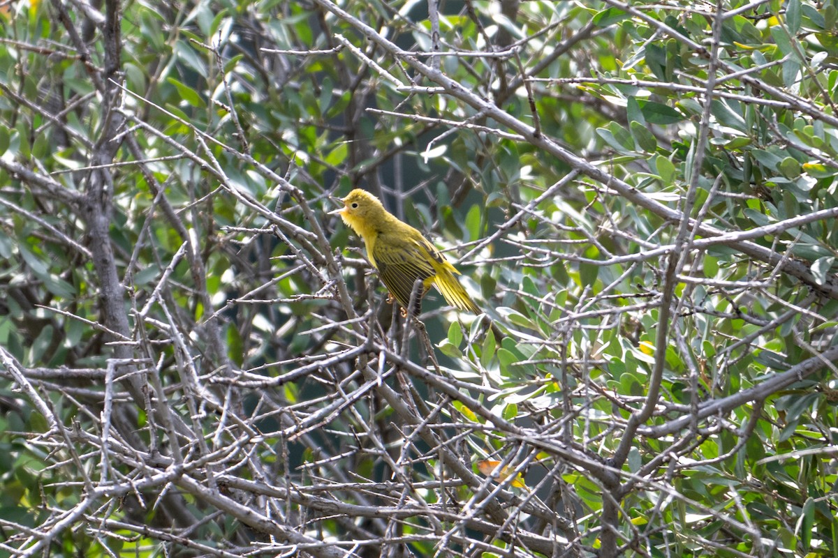 Yellow Warbler - ML642040579