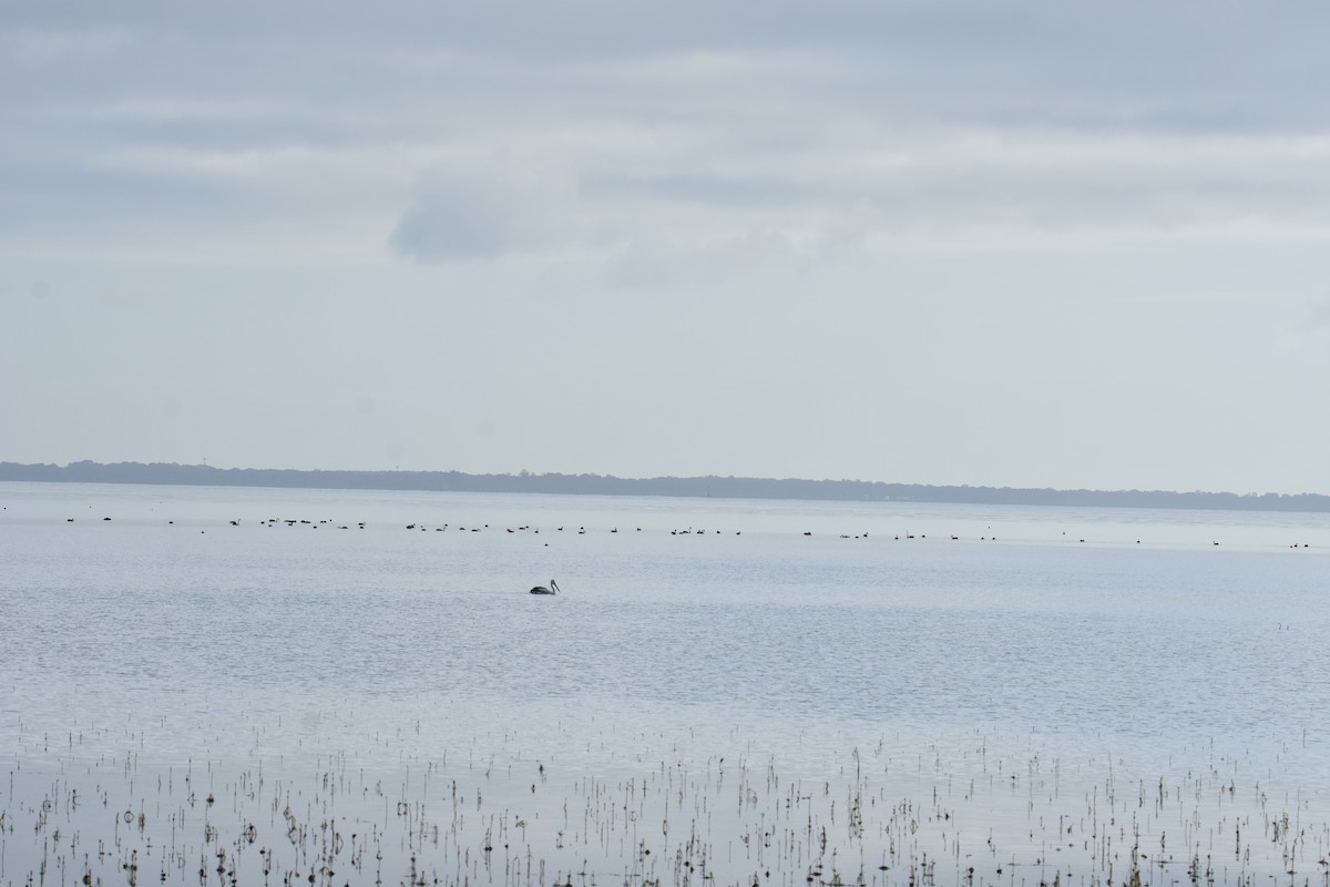 Black Swan - ML642040580