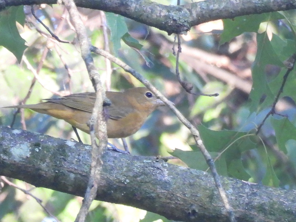 Summer Tanager - ML642040586