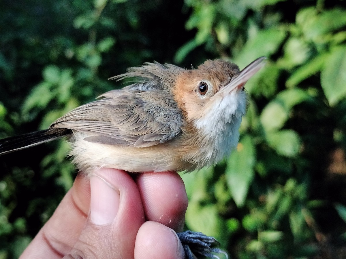 Long-billed Gnatwren - ML642040587