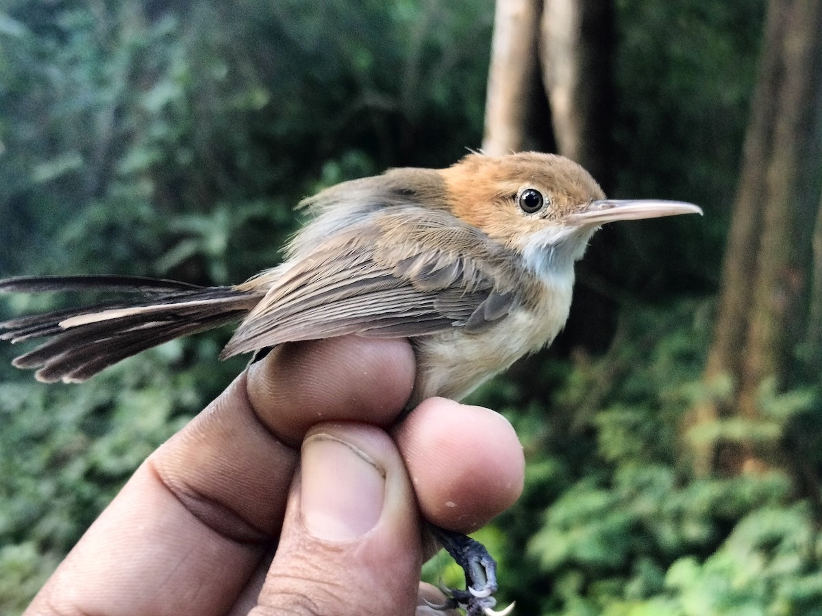 Long-billed Gnatwren - ML642040588