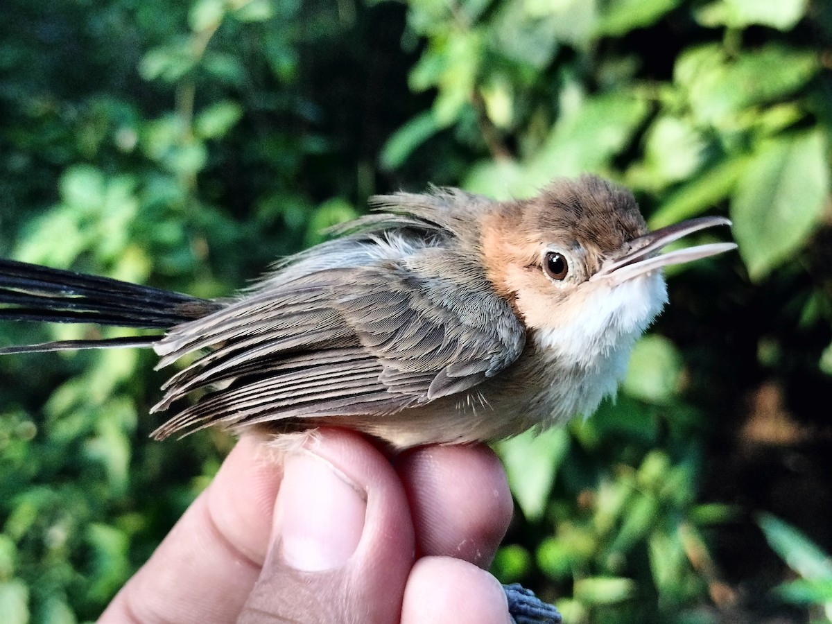 Long-billed Gnatwren - ML642040589