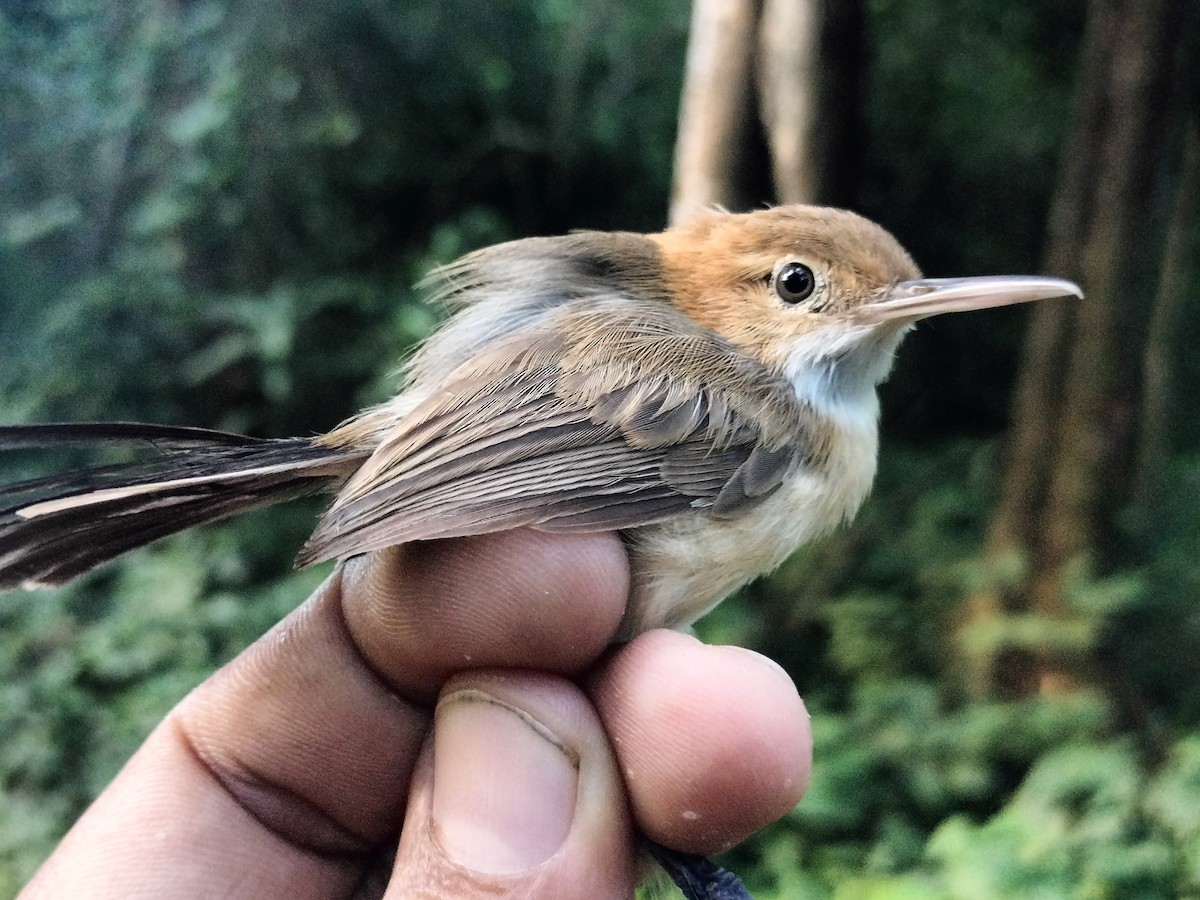 Long-billed Gnatwren - ML642040590