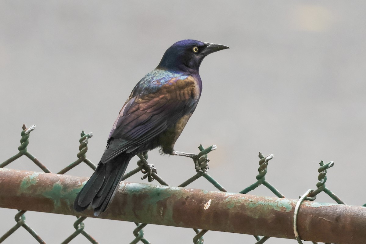 Common Grackle - ML642040591