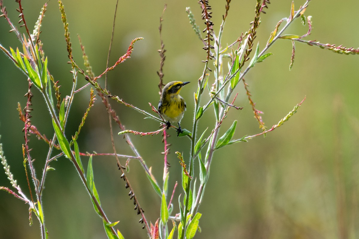 Townsend's Warbler - ML642040592