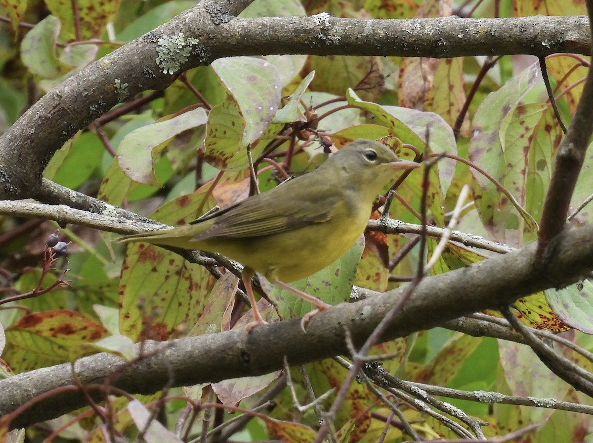 Mourning Warbler - ML642040596