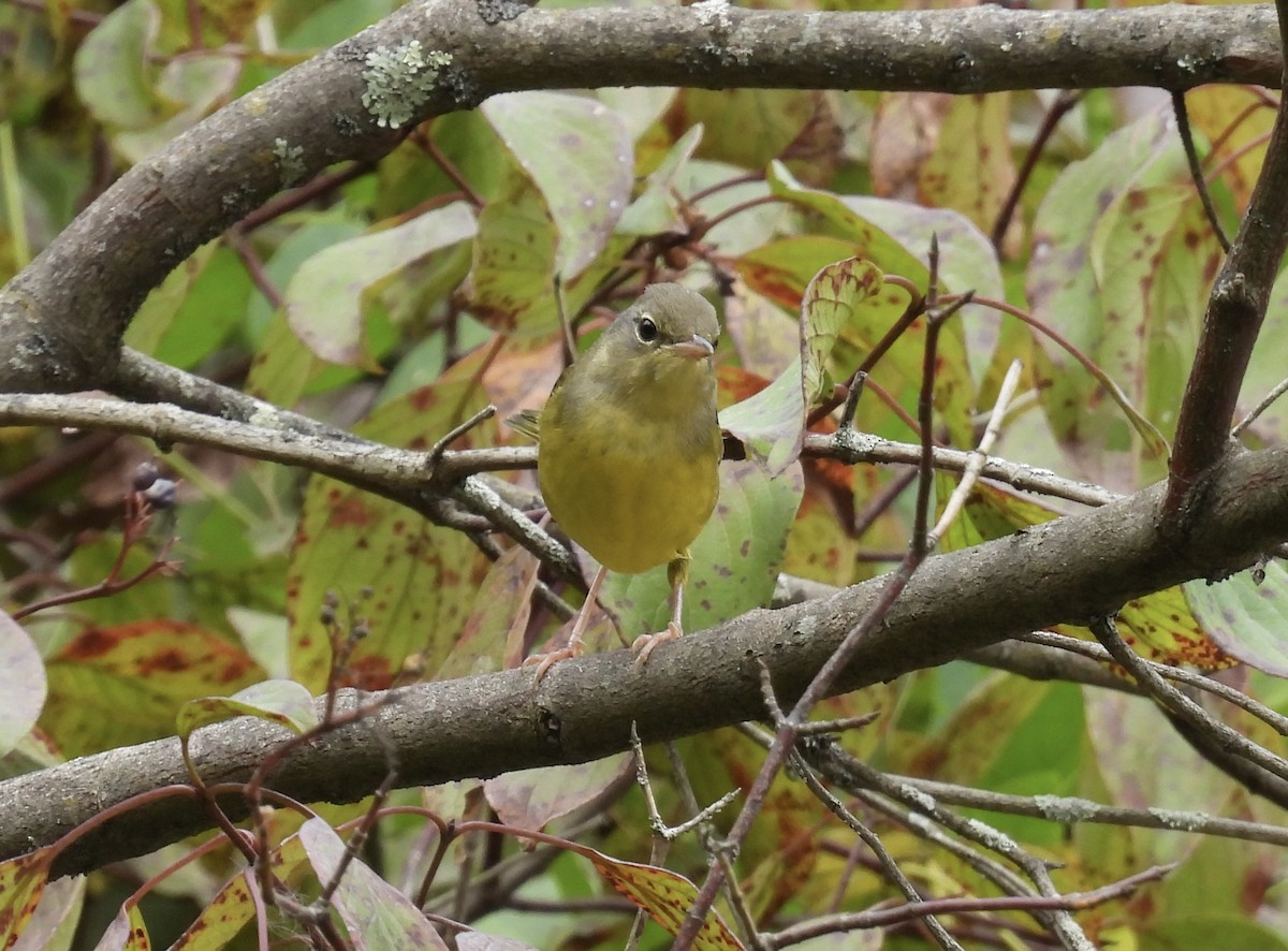 Mourning Warbler - ML642040597