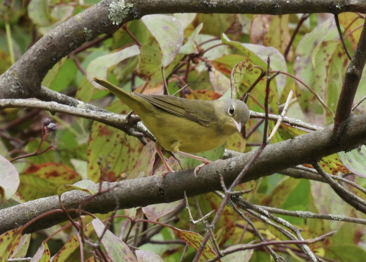 Mourning Warbler - ML642040598