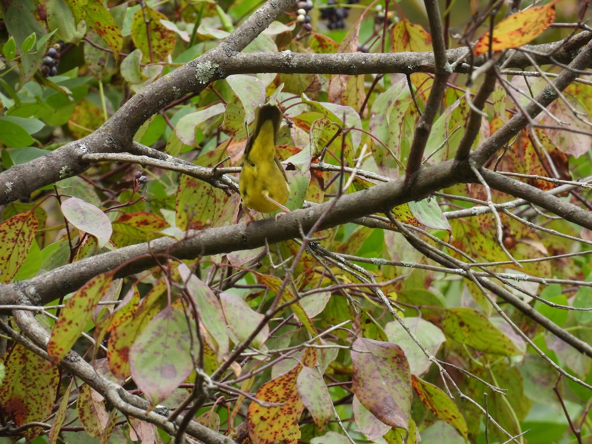 Mourning Warbler - ML642040599