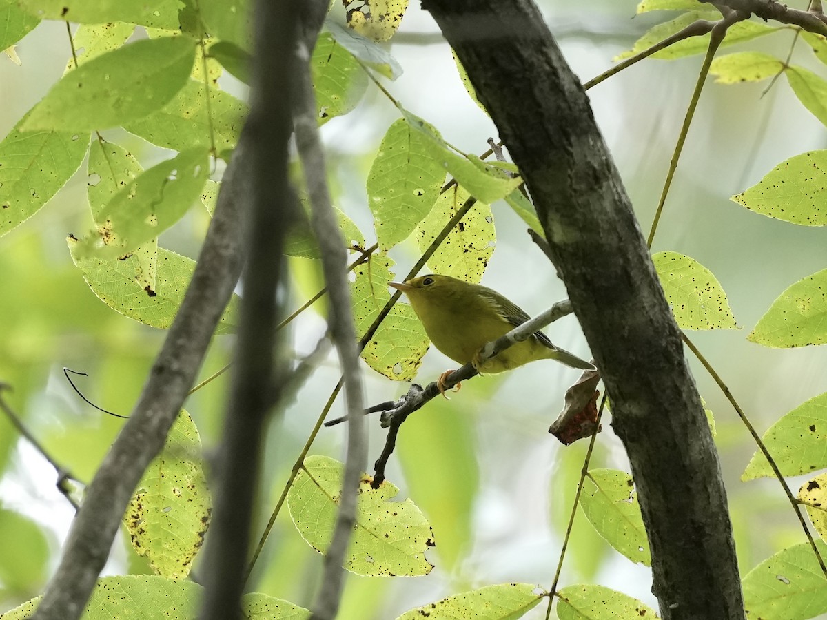 Wilson's Warbler - ML642040600