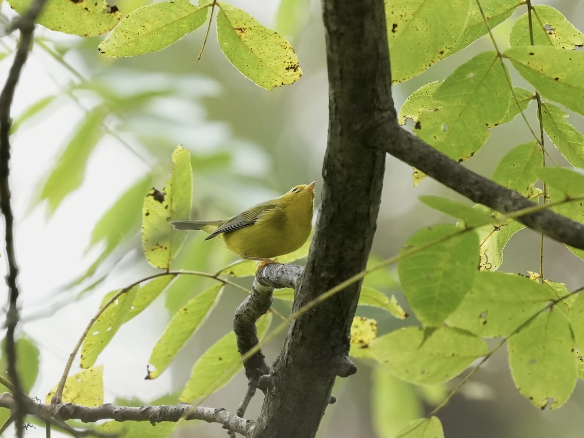 Wilson's Warbler - ML642040601