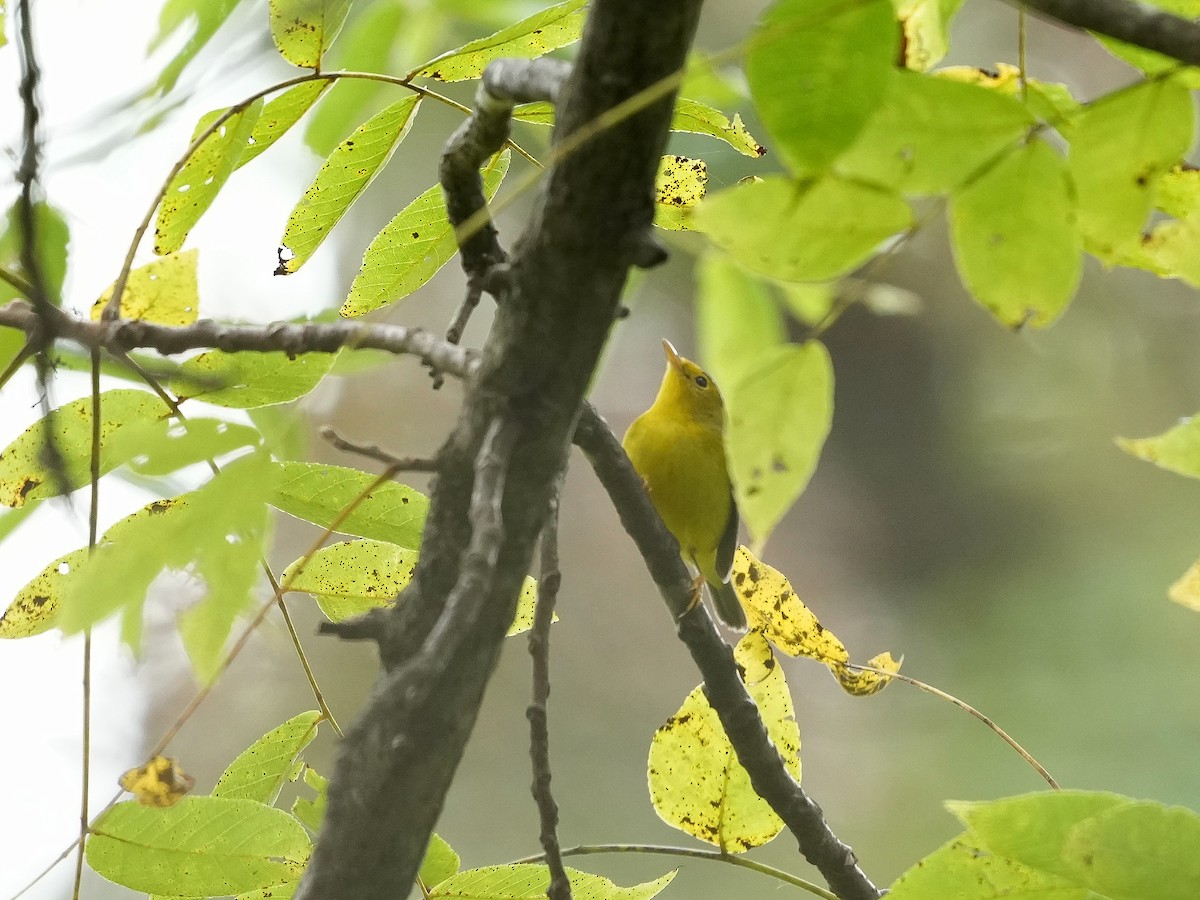 Wilson's Warbler - ML642040602
