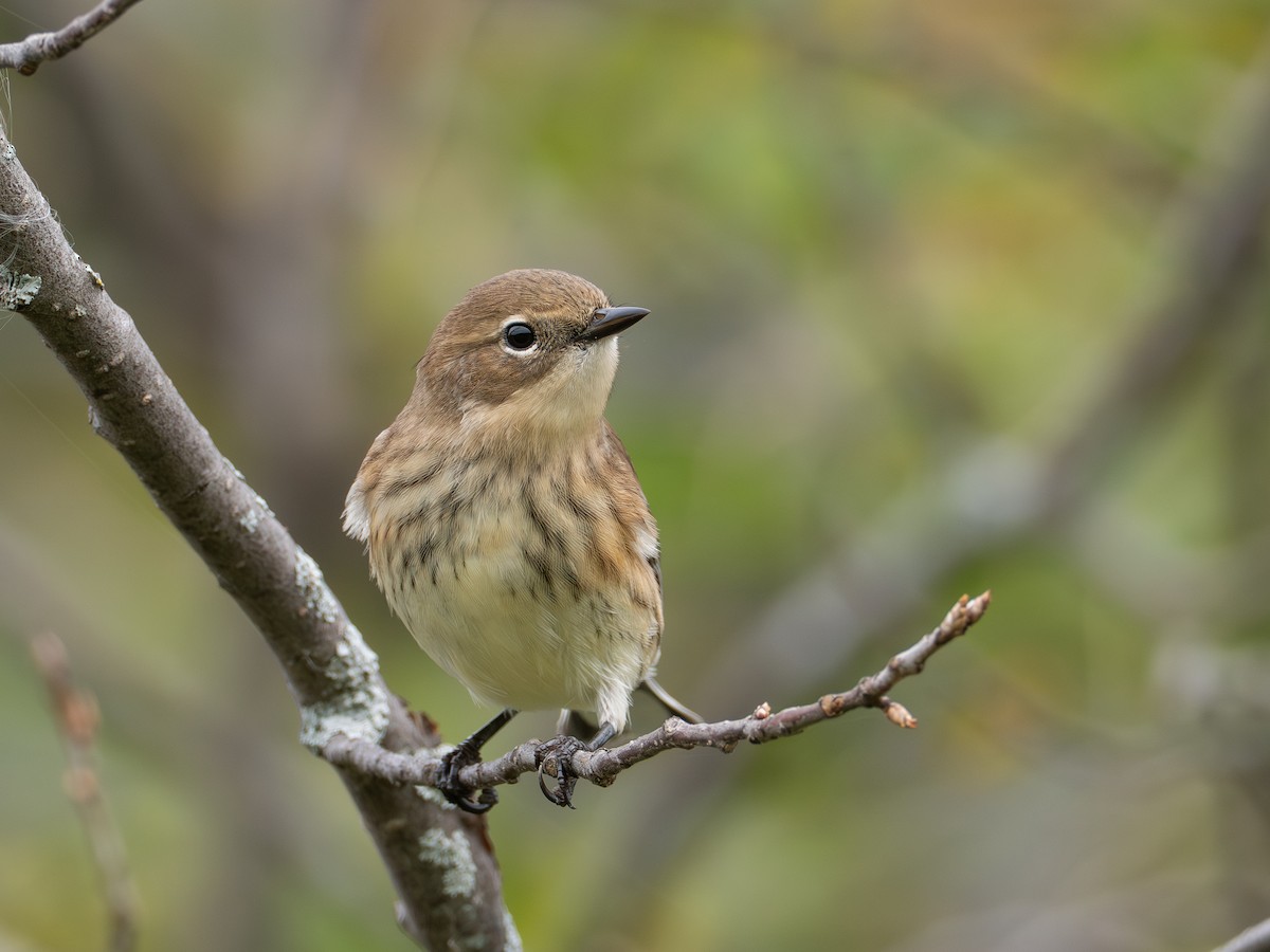 Yellow-rumped Warbler - ML642040604