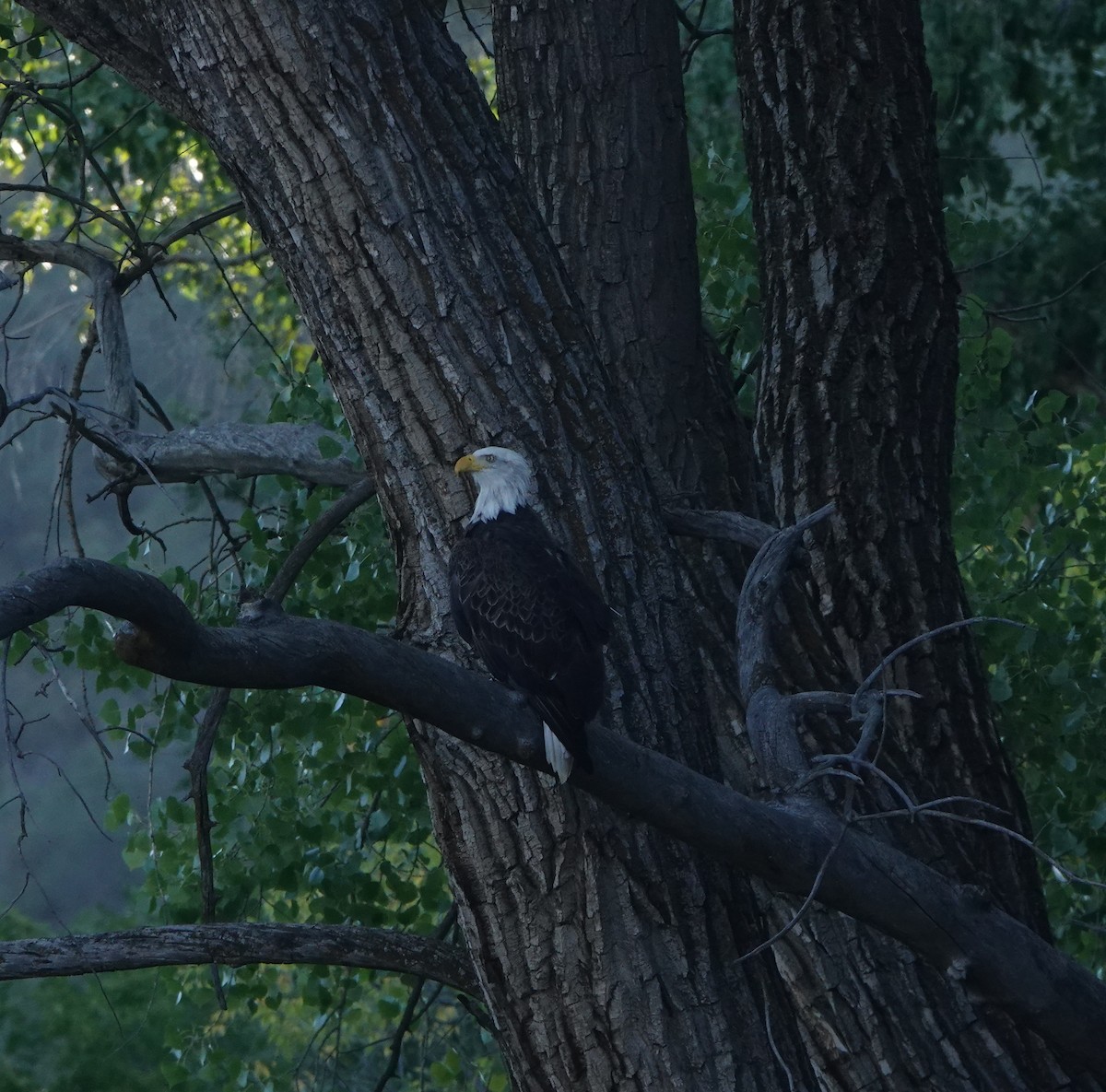 Bald Eagle - ML642040605