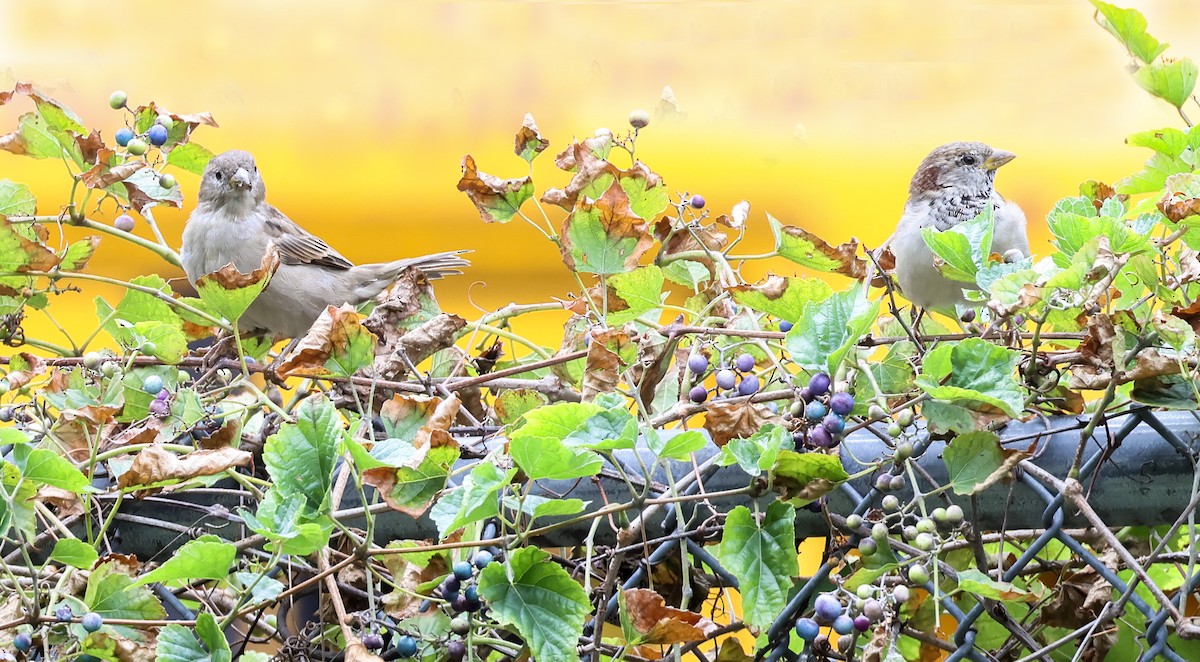 House Sparrow - ML642040618