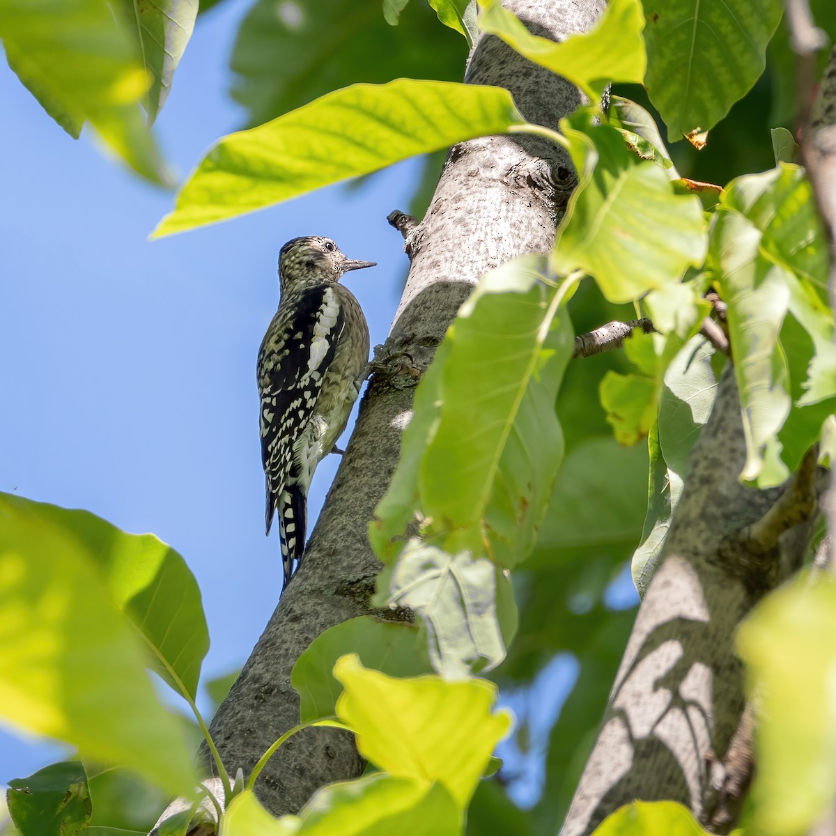 Yellow-bellied Sapsucker - ML642040626