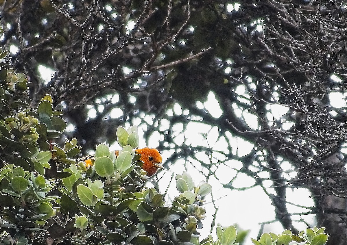 Hawaii-Akepakleidervogel - ML642040630