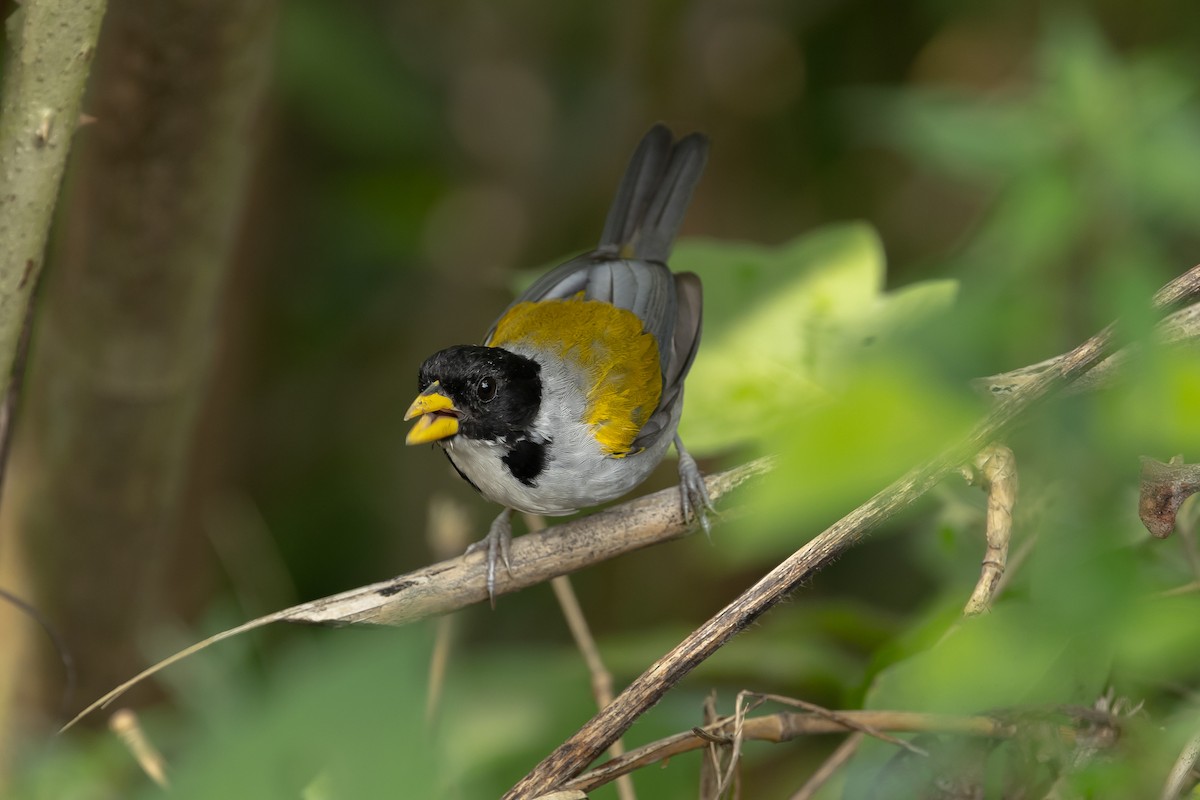 Golden-winged Sparrow - ML642040643