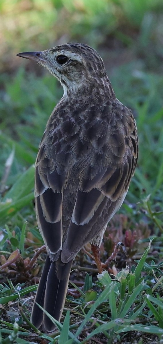 Australian Pipit - ML642040651