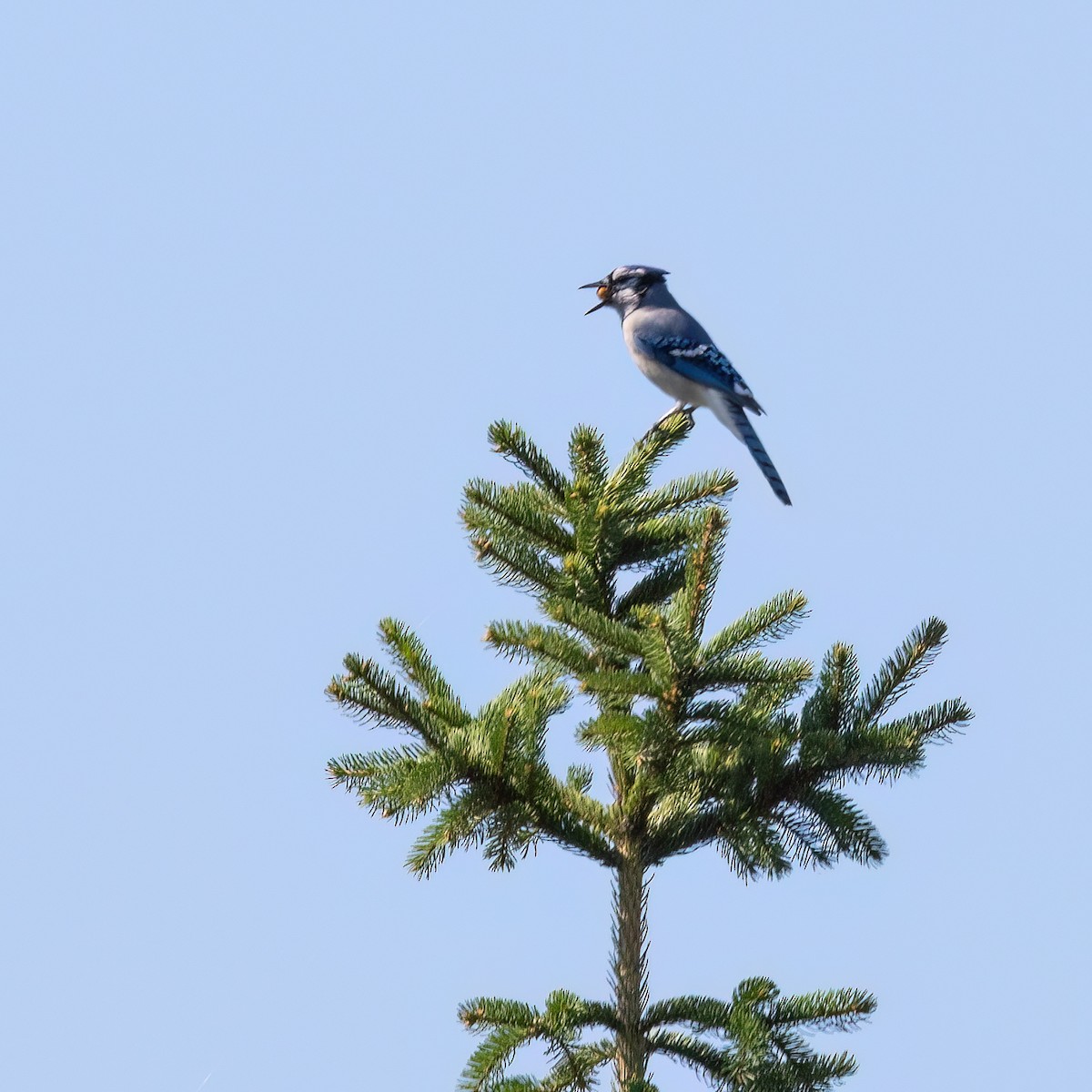 Blue Jay - ML642040653