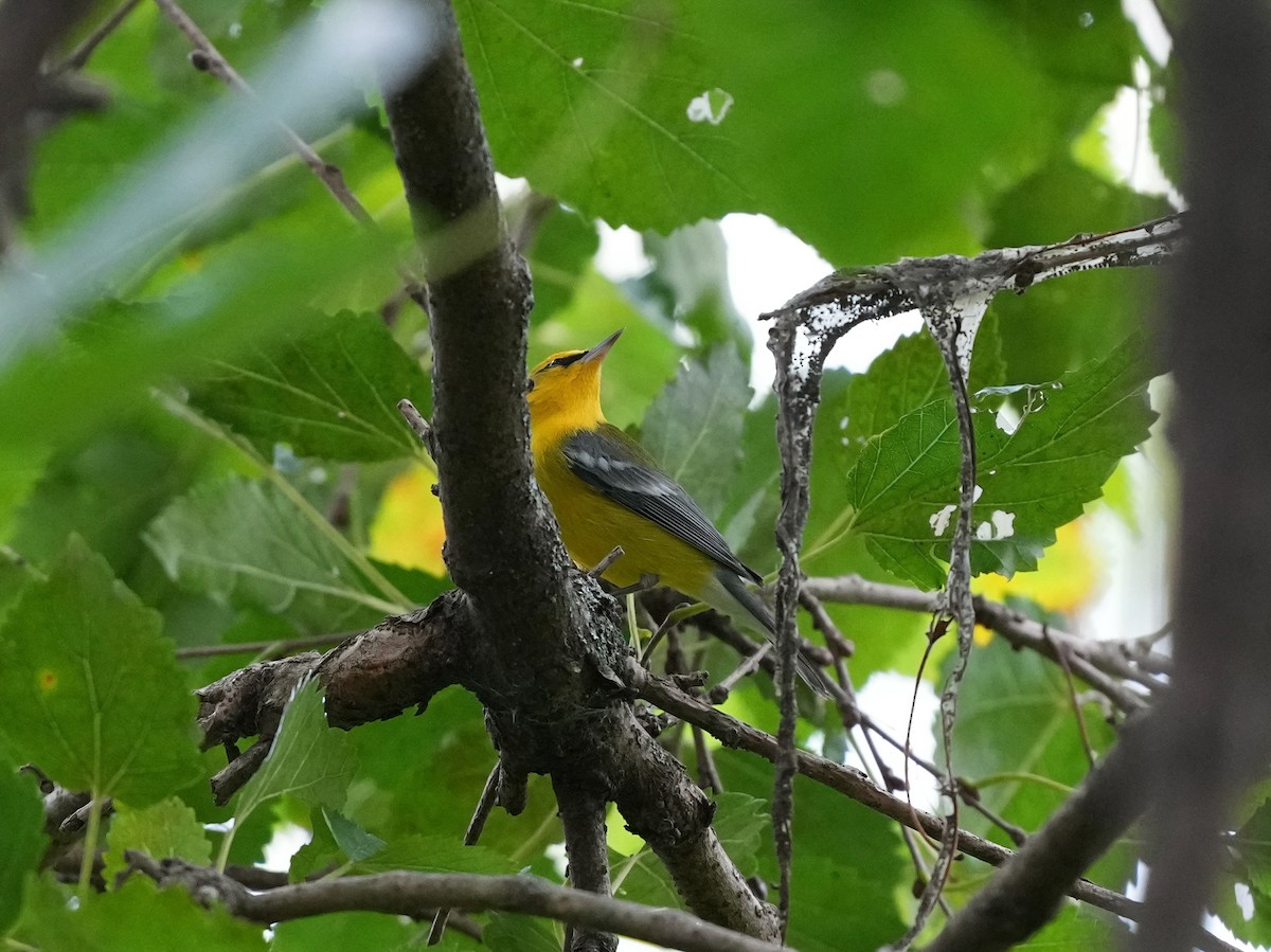 Blue-winged Warbler - ML642040654