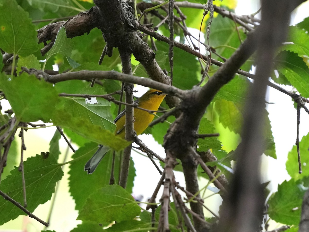 Blue-winged Warbler - ML642040655