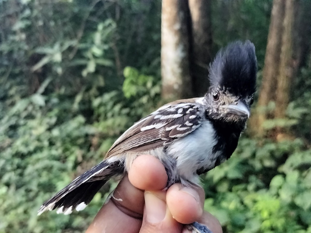 Black-crested Antshrike - ML642040657