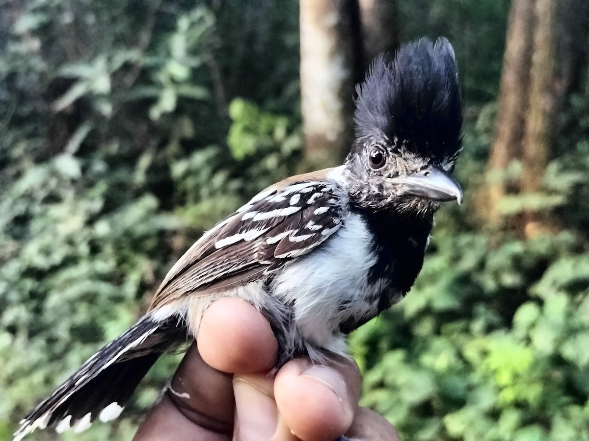 Black-crested Antshrike - ML642040658