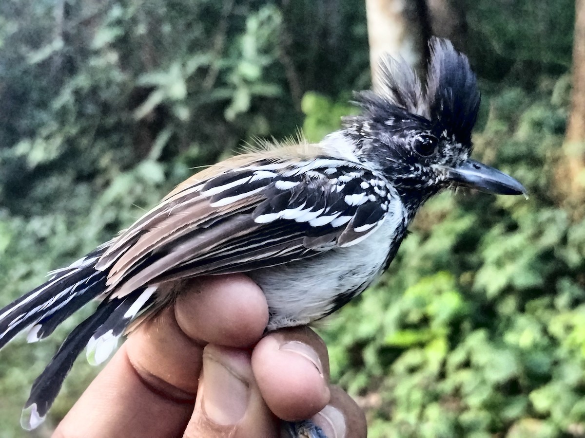 Black-crested Antshrike - ML642040659