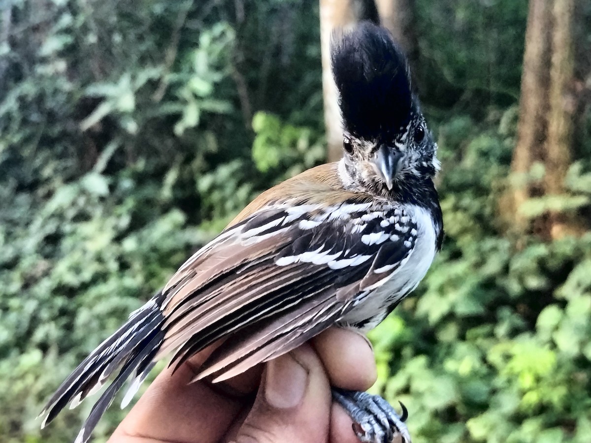 Black-crested Antshrike - ML642040660