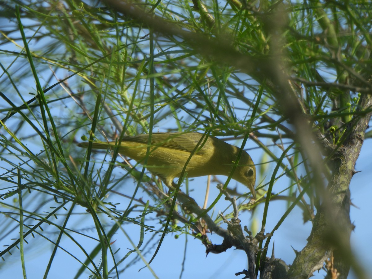 Yellow Warbler (Northern) - ML642040662