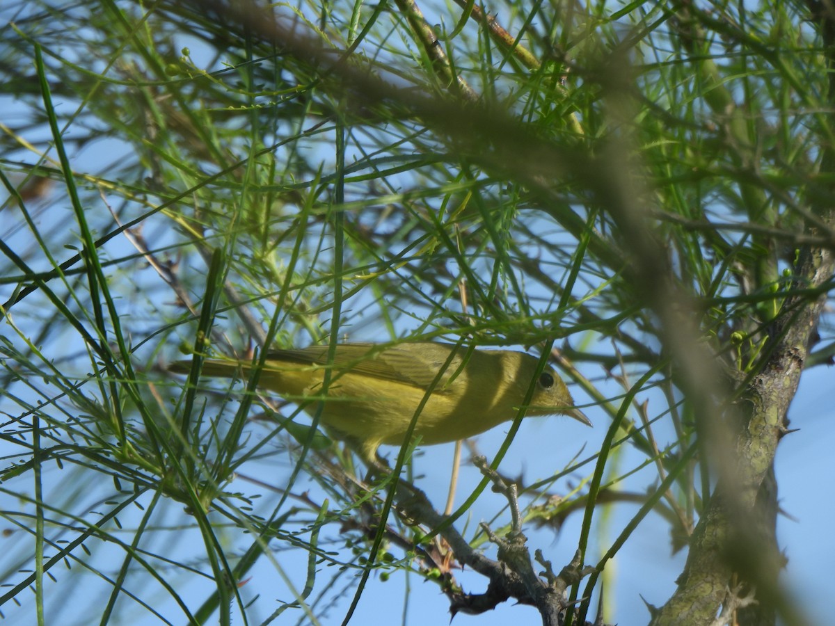Yellow Warbler (Northern) - ML642040663
