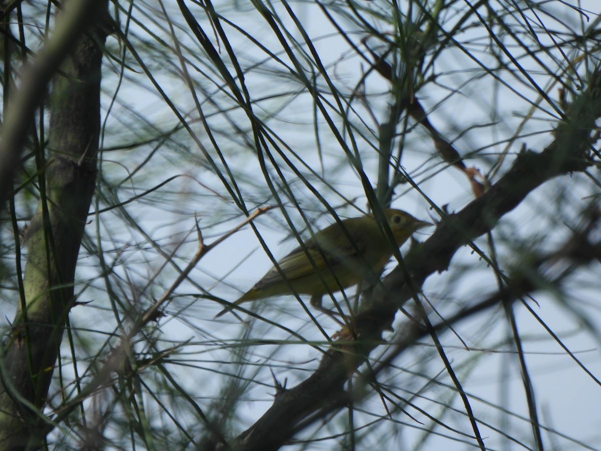 Yellow Warbler (Northern) - ML642040664