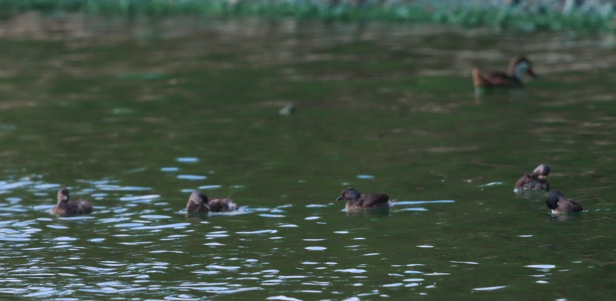 Least Grebe - ML642040665