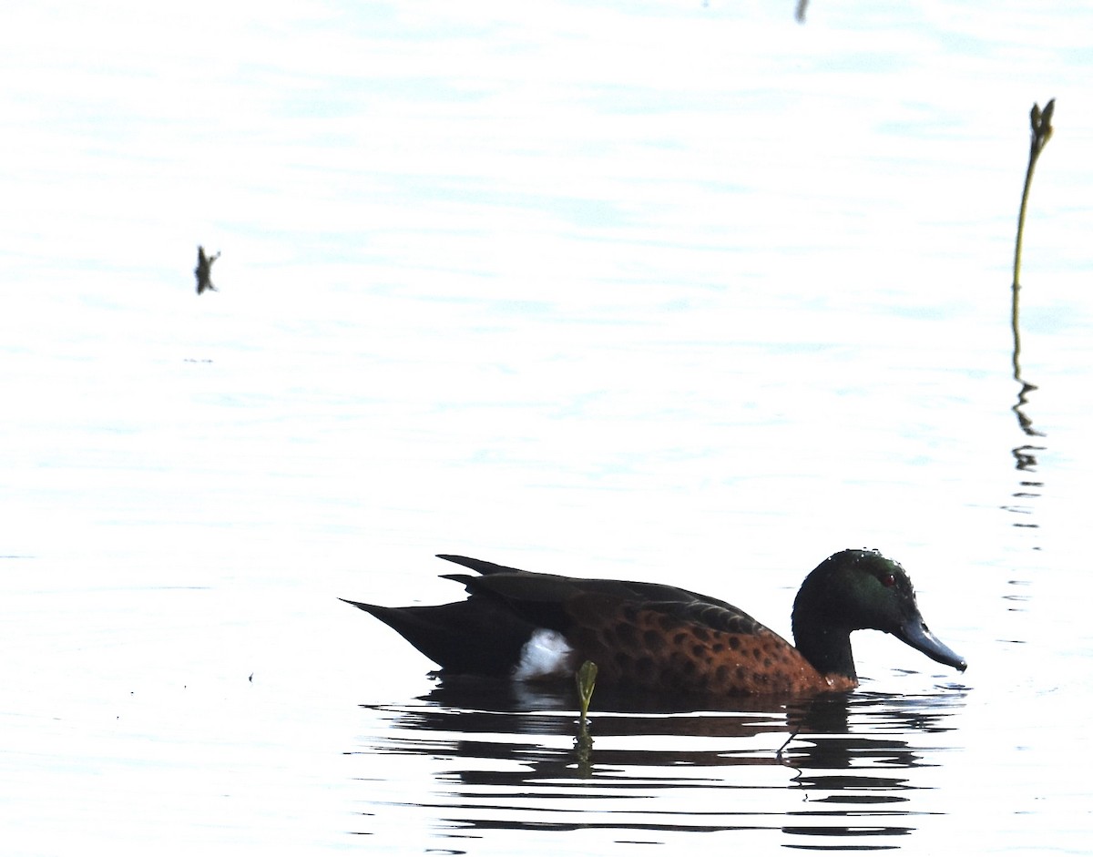 Chestnut Teal - ML642040673