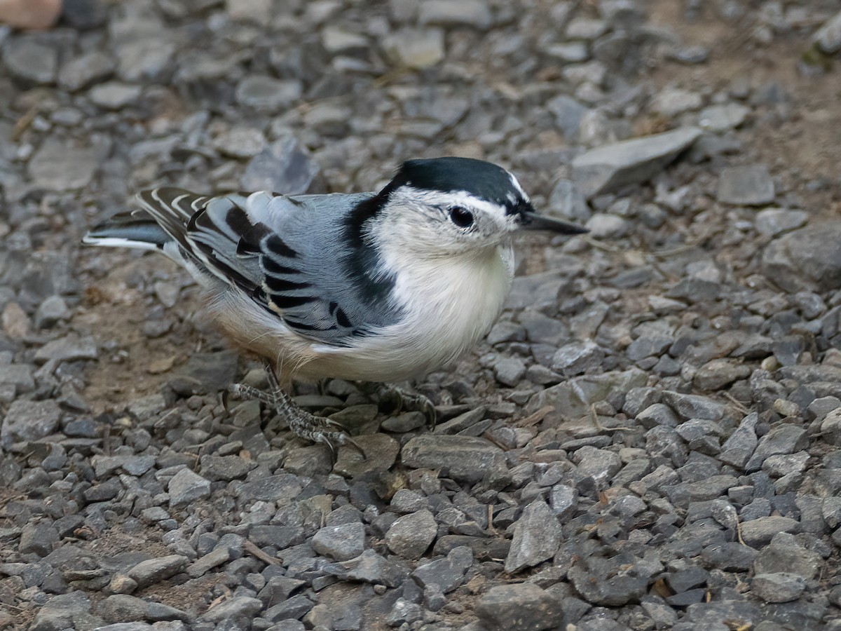 White-breasted Nuthatch - ML642040674