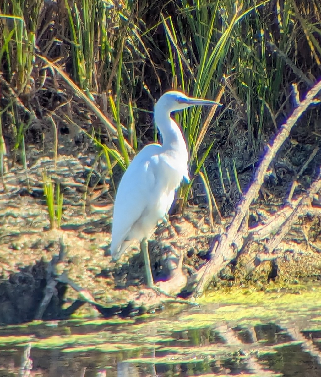 Little Blue Heron - ML642040675