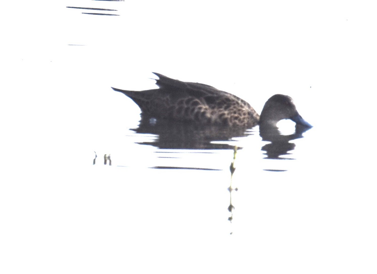 Chestnut Teal - ML642040676