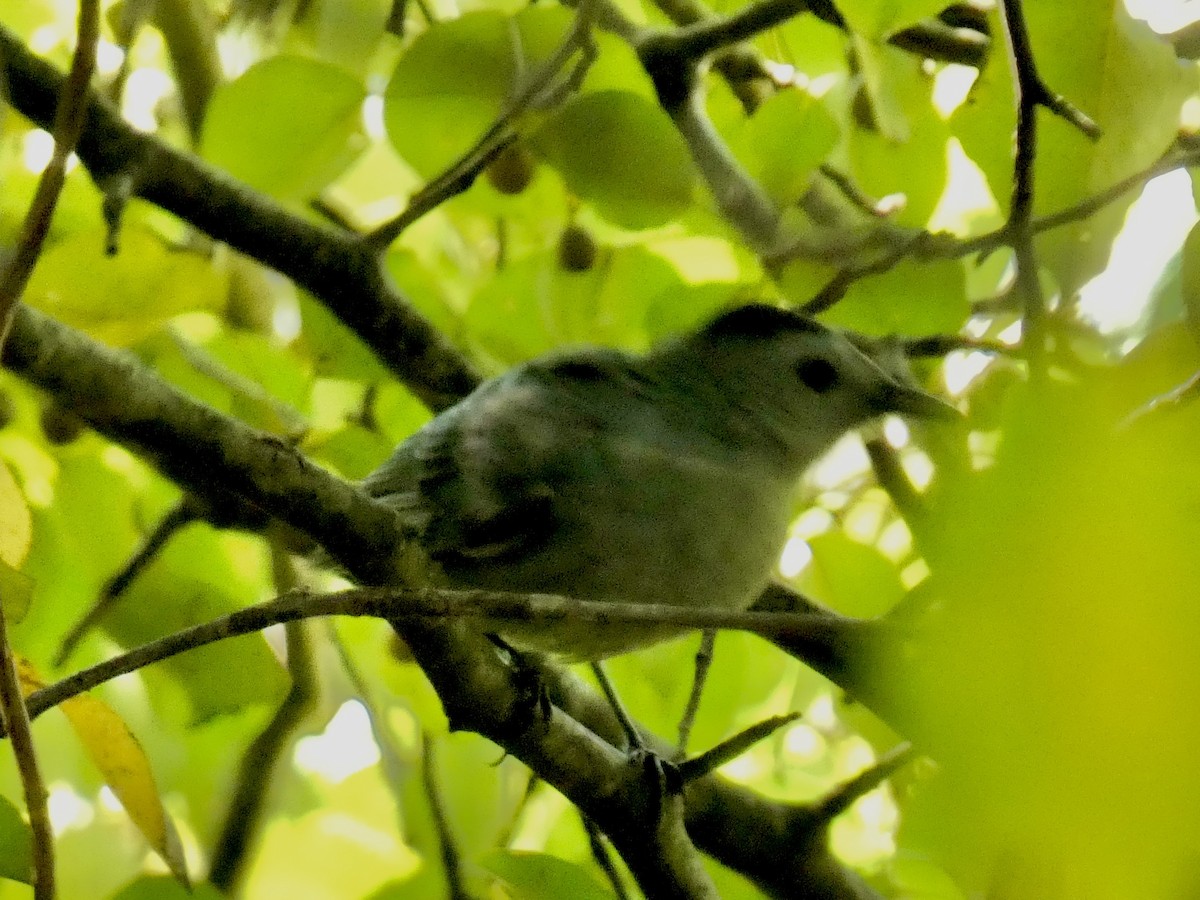 Gray Catbird - ML642040677