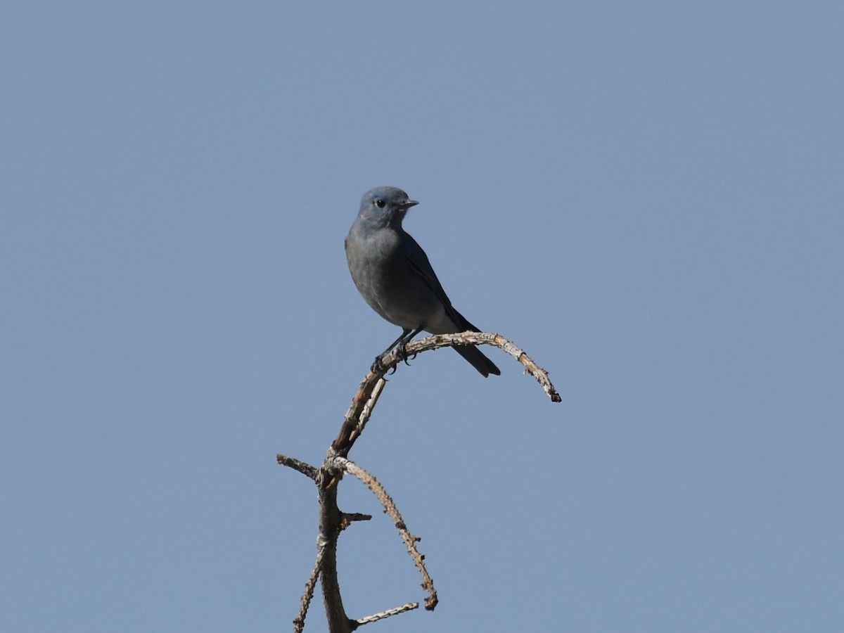 Mountain Bluebird - ML642040678